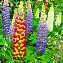 20 Heirloom Wild Lupine Flowers Mixed Pink White Yellow Red Purple Dark ... - $10.10