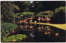 Postcard Flamingos At Sunken Gardens St Petersburg Florida - £2.31 GBP