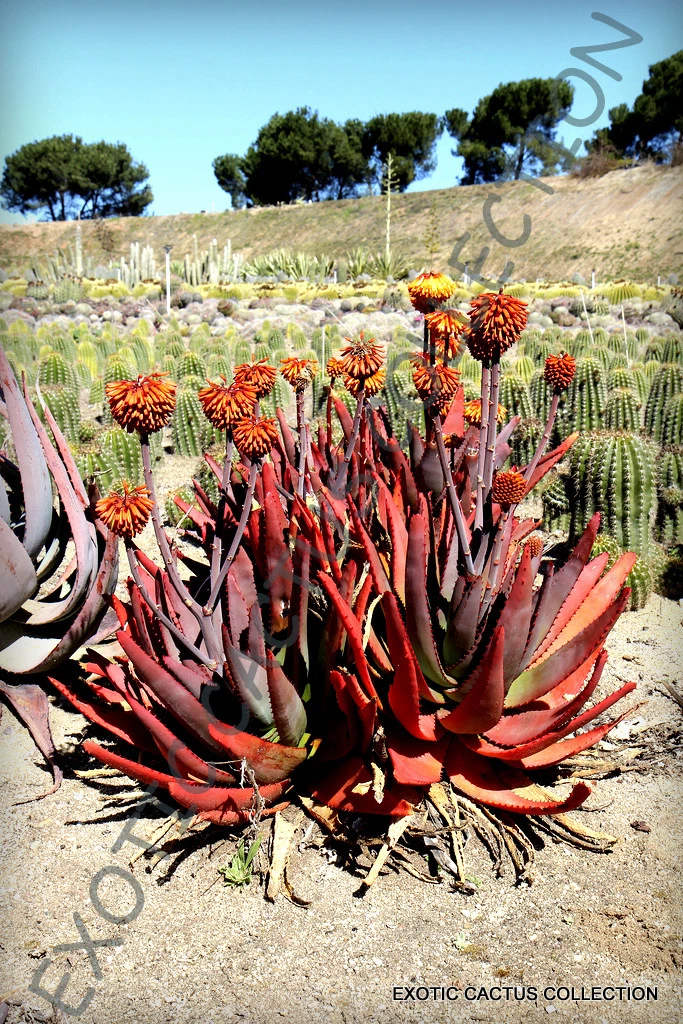 RARE ALOE CAPITATA GNEISSICOLA exotic cacti succulent cactus seed agave ... - $25.92