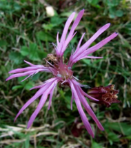 100 Pc Seeds Lychnis Flos Cuculi Flower, Ragged Robin Seeds for Planting | RK - £13.22 GBP
