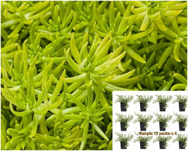 Sedum mexicanum Britton Lemon Sedum stonecrop Live Plant 6 pks of 2in - $17.05