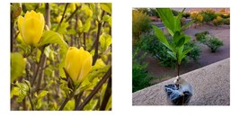6-12&quot; Tall Live Plant - Yellow Bird Magnolia Tree/Shrub - 2.5&quot; Pot, Ships Potted - £58.70 GBP