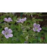 25 Coquetedale Lilac Geranium Seeds - $157.68 MXN