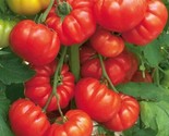 120 Seeds Steak Tomato Seeds Beefsteak Heirloom Organic Tasty Fresh Fast... - $8.99