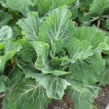 Portuguese Kale Organic Fast Shipping - £7.26 GBP