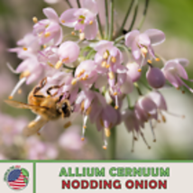 Nodding Onion Seeds, Allium cernuum, Native Wildflower &amp; Culinary Herb 100 Seeds - £8.92 GBP