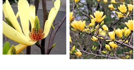 Butterfly Magnolia 5 Seeds Lily Flower Tree Fragrant Tulip Flowers - £16.77 GBP