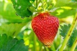 Eversweet Everbearing Grown Strawberry Plants - (10 Bare Root Plants) - £16.02 GBP