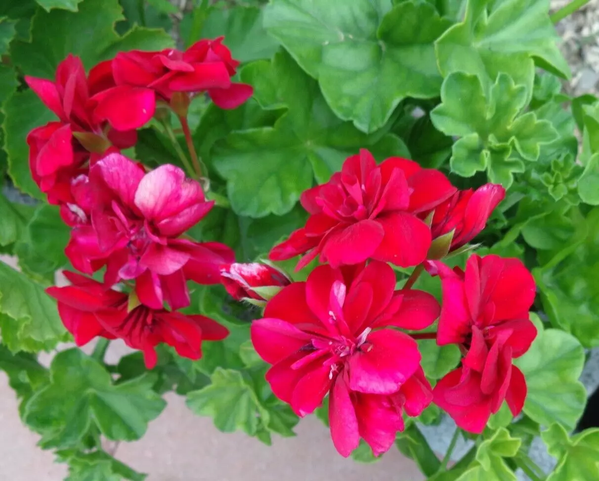 ROSE RED PELARGONIUM PELTATUM IVY GERANIUM LIVE PLANT 3 X 6&quot; STARTER CUT... - $27.00