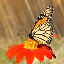 Mexican Torch Sunflower 85 Seeds - £7.97 GBP