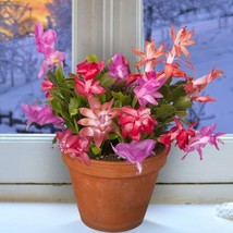 15 Seeds Winter Beauty Christmas Cactus Collection House Plant Flowers Fresh See - £9.75 GBP