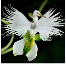 Orchid Seeds, Orchid Seed, 200pcs Japanese Egret Flowers Seeds White Egret - £8.09 GBP