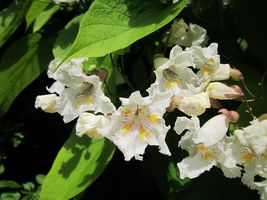 5 Southern Catalpa Indian Bean seeds Tree Cigar Flowering Native Beauty  - $5.98