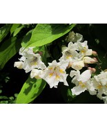 5 Southern Catalpa Indian Bean seeds Tree Cigar Flowering Native Beauty  - $8.98