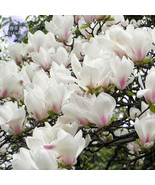 Yulan Magnolia Tree Seeds 10 Seeds Pack Yellow White Pink Light Pink Sho... - €4,07 EUR