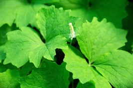 10 Vanilla Leaf Achlys Triphylla Fragrant Shade Groundcover White Flower... - $14.90