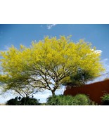  25 Seeds  Mexican Palo Verde (Parkinsonia Aculeata), Desert Tree - £3.89 GBP