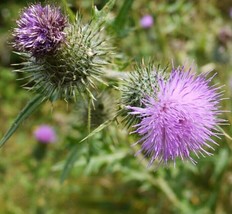 LWSTORE 50 Bull Thistle Seeds Cirsium Vulgare Organic Medicinal Grown 04/2024 US - £6.92 GBP