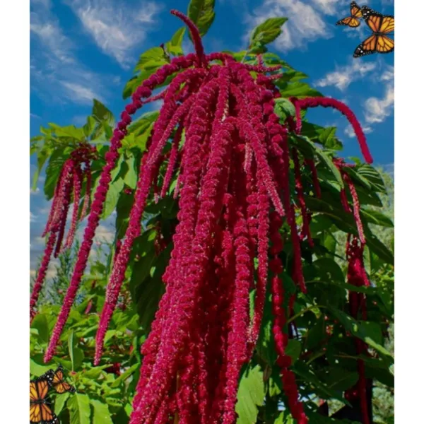 300 Amaranth Seeds Love Lies Bleeding Seeds Tassel Flower Red Fresh Garden - £9.39 GBP