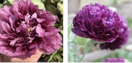 Peony Poppy,  Lilac &amp; Purple Mixed Seeds+300+Seeds - £5.50 GBP