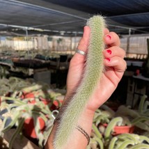 Monkey Tail Cactus Hildewintera Colademononis - Unrooted Cutting Usa Seller Gard - $16.00