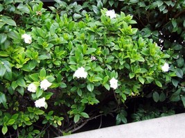 Fragrant Cape Jasmine Shrub Gardenia Jasminoides25 Pure Seeds - £6.77 GBP