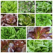 Romaine and Butterhead Lettuce Collection, NON-GMO, 10 Varieties, FREE SHIP - $1.97+