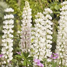 20 SEEDS white LUPINE flower exotic bush - £8.38 GBP