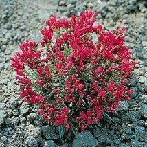 150 Seeds Rock Purslane &#39;ruby Tuesday&#39; Calandrinia Umbellata Flower - £13.42 GBP