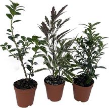 Live 3 Plants 2&quot; Pot Bonsai Zen Assortment Living Wonderful Easy To Grow... - £49.28 GBP