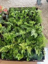 BubbleBloom Fern Assortment Growers Choice Mix Wholesale Bulk Plants 2 i... - £198.41 GBP