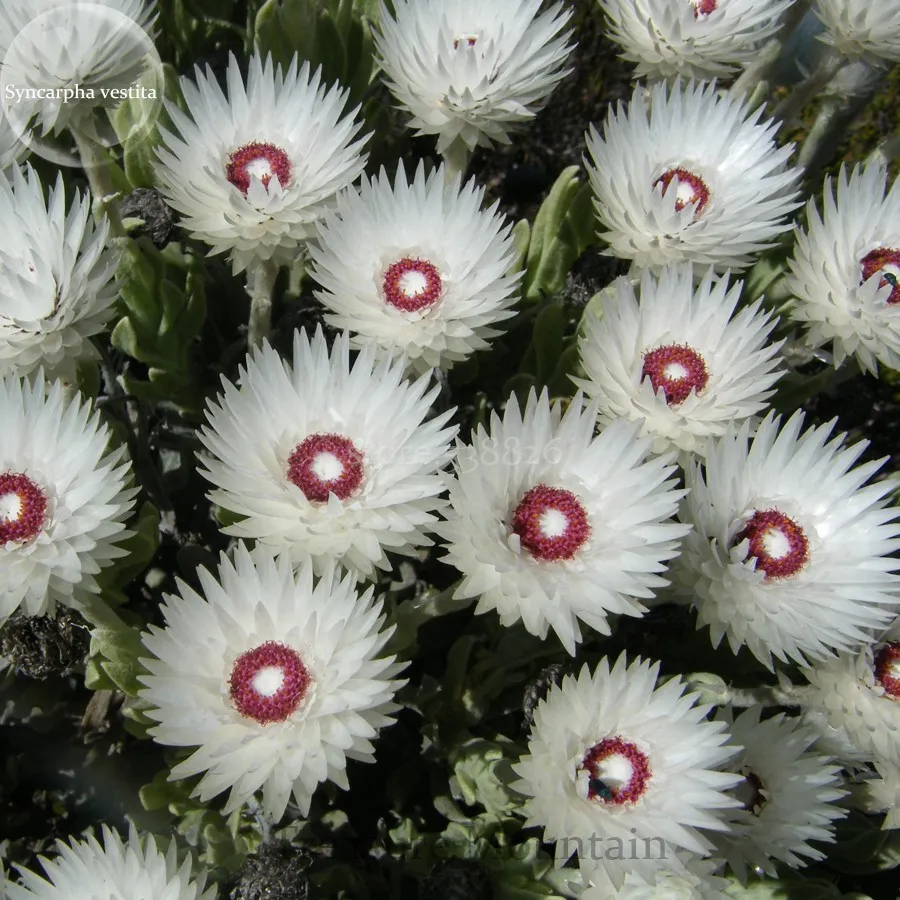 Fresh Syncarpha Vestita Cape Slow a Cluster of White Flower with Red Whi... - £13.44 GBP