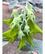 AQL Crotalaria cunninghamii - $12.99