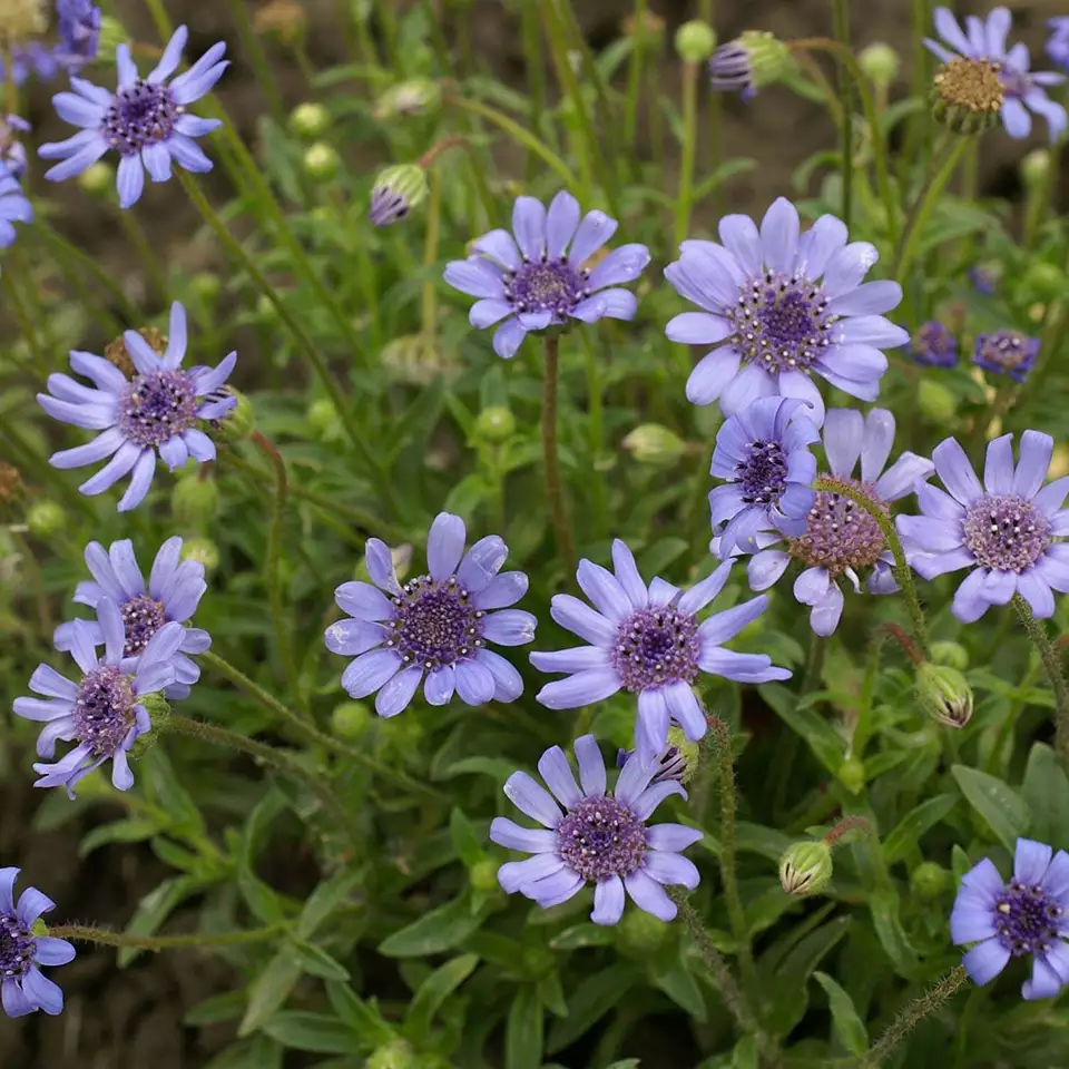 Blue Felicia Daisy Flower 25 Seeds - £7.47 GBP