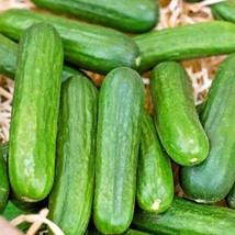 31+Muncher Cucumber Seeds Organic Summer Vegetable Patio From US - £7.73 GBP