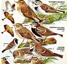 Longspur And Bunting Varieties And Types 1966 Color Bird Art Print Natur... - $19.99