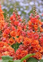 25 Bright Orange Hollyhock Seeds Perennial Flower Seed Flowers - £12.67 GBP