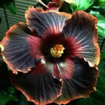 HGBO 25 Seeds Black Orange Tip Hibiscus Hardy Flower Garden Perennial USA Seller - $10.50