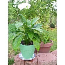 Peace Lily Houseplant All Natural Plant Food Fertilizer - Spathiphyllum ... - $5.75