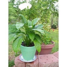 Peace Lily Houseplant All Natural Plant Food Fertilizer - Spathiphyllum ... - £4.29 GBP