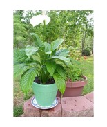 Peace Lily Houseplant All Natural Plant Food Fertilizer - Spathiphyllum ... - £4.51 GBP