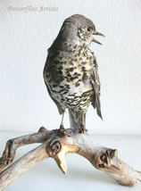 Song Thrush Turdus Viscivorus Bird Taxidermy Stuffed Hunting Trophy Scie... - £219.46 GBP