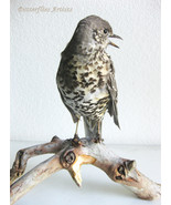 Song Thrush Turdus Viscivorus Bird Taxidermy Stuffed Hunting Trophy Scie... - $5,492.98 MXN