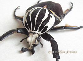 Real Giant Beetle Goliathus Goliatus Framed Museum Quality Entomology Shadowbox - $198.99