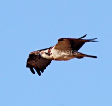 Osprey in flight - 8x10 Framed Photograph #2 - $25.00