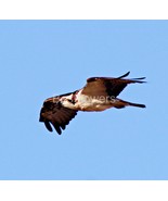 Osprey in flight - 8x10 Mounted Photograph #2 - $41.51 CAD