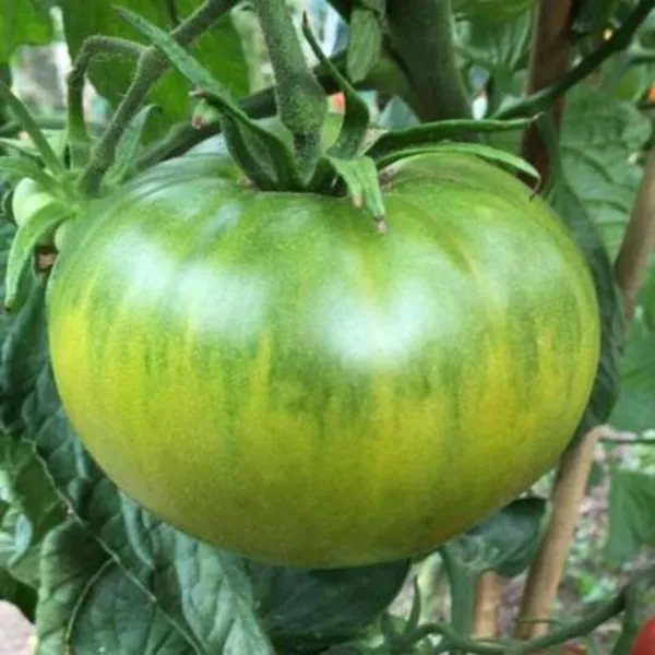 Fresh 50+ Aunt Ruby&#39;S Green German Tomato Seeds Non-Gmo. - £6.47 GBP