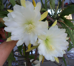 Orchid Cactus or Epicactus Epiphyllum Eternity 2.5&quot; Tall Pot Rooted Starter Plan - £12.82 GBP