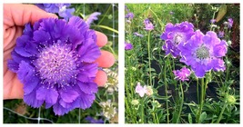 150 Scabiosa caucasica &#39;Fama Deep Blue&#39; Seeds - Garden - INTERNATIONALSHIP - £23.88 GBP