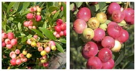 Vaccinum Pink Lemonade Blueberry Bush Starter Plant Hot Pink Berries - £36.71 GBP